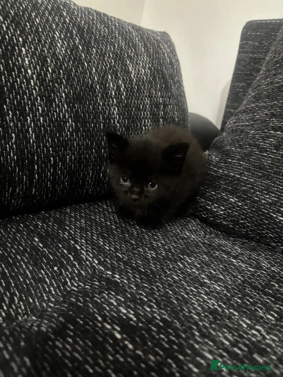 Mixed Breed cats for sale: Kittens for sale  in Chatham - Advert 2