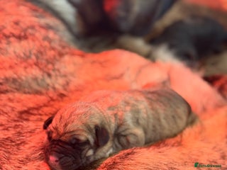 Mastiff dogs - Advert 2