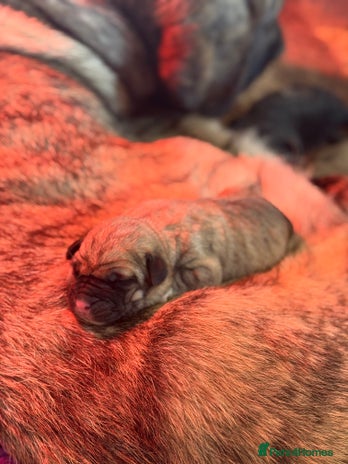 Mastiff dogs - Advert 4