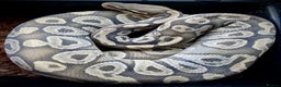 Python Snake reptiles for sale: Royal pythons looking for new homes  - Advert 8