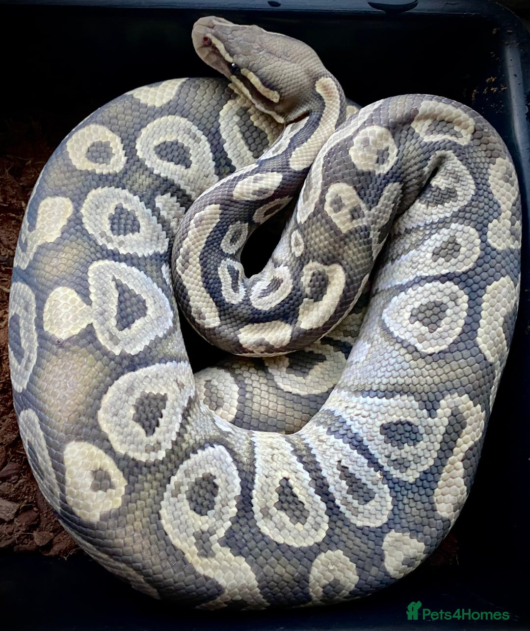 Python Snake reptiles for sale: Royal pythons looking for new homes  - Advert 8