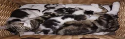 Mixed Breed cats for sale: Beautiful Home-Raised Kittens – Ready at 12 Weeks - Advert 5