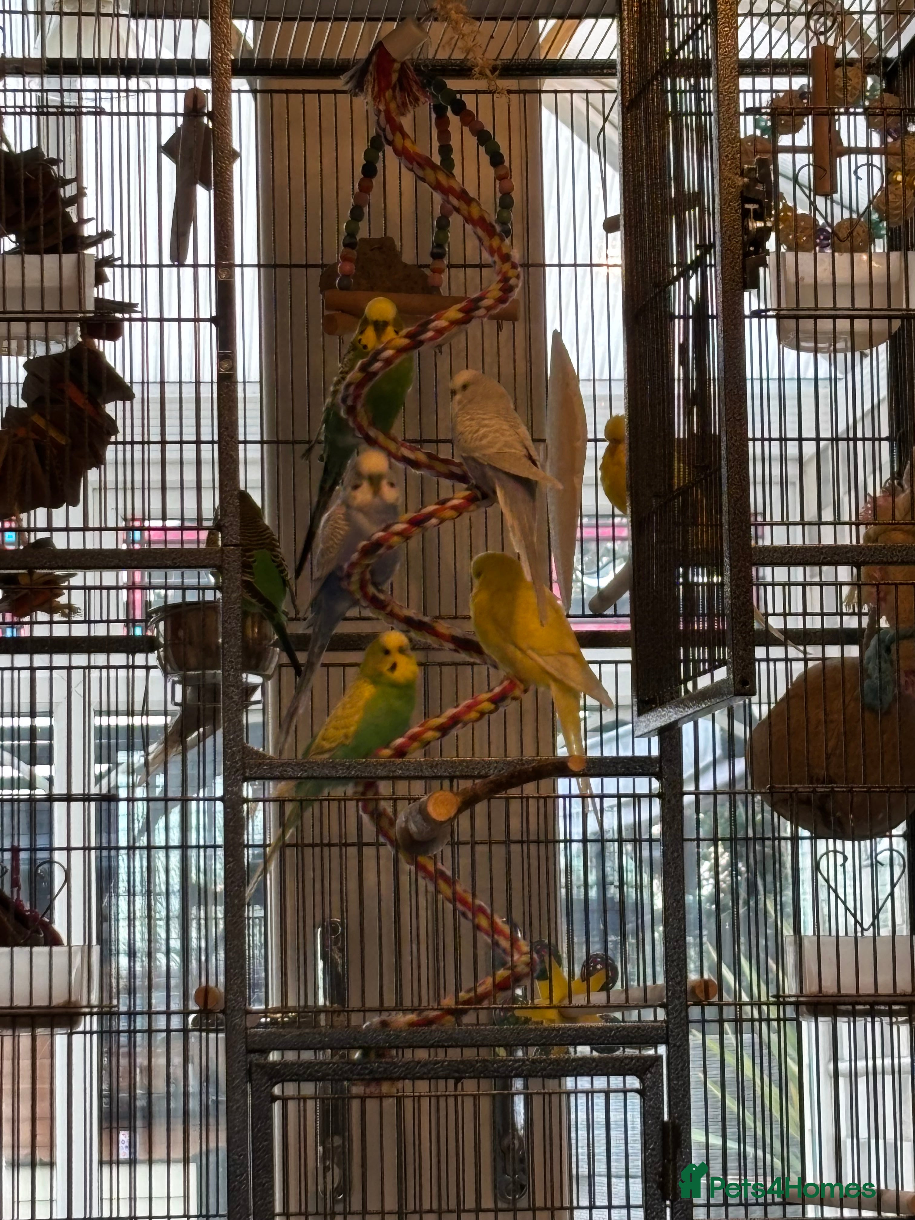 Budgerigars birds Budgies for sale aviary bred  - Advert 4