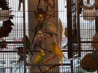 Budgerigars birds Budgies for sale aviary bred - Advert 4