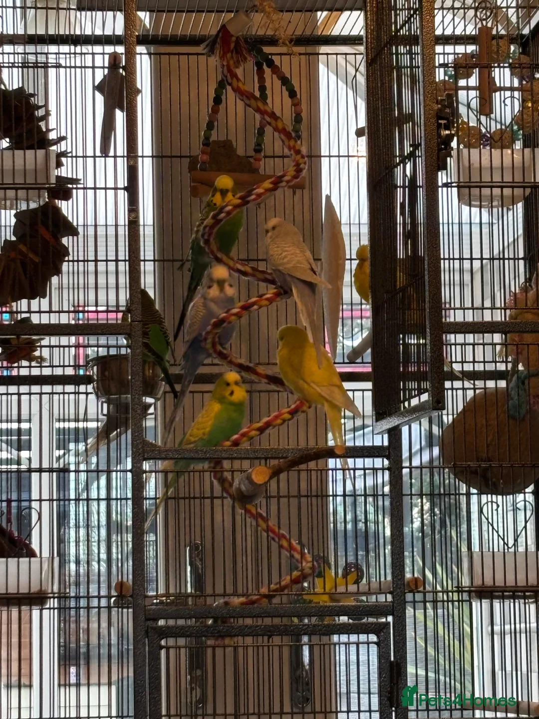 Budgerigars birds for sale: Budgies for sale aviary bred  - Advert 2