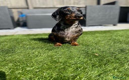 Miniature Dachshund dogs for sale: Miniature dachshund re home  - Image 2