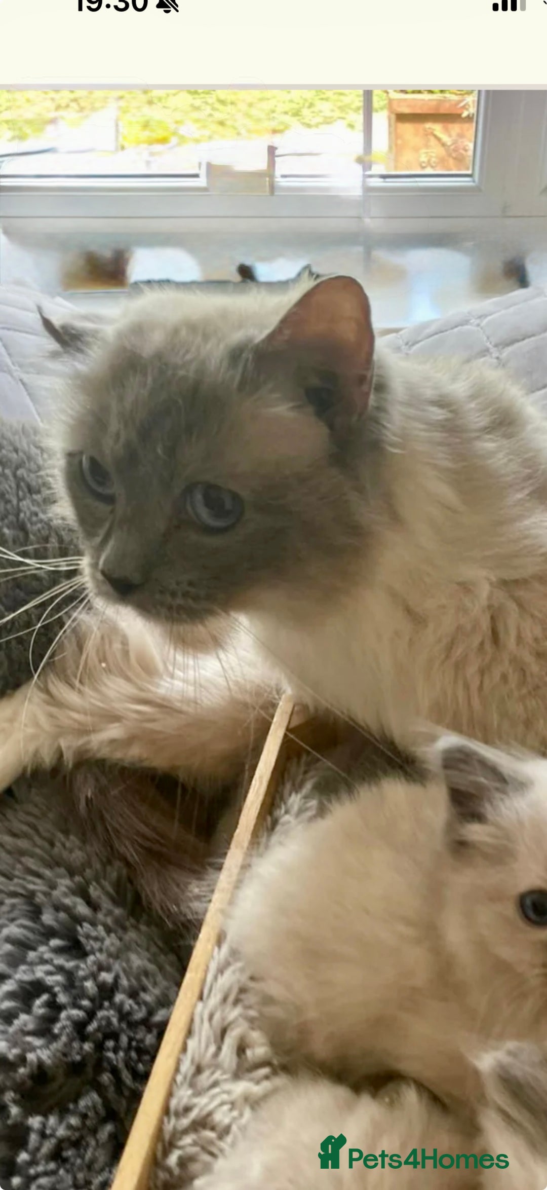 Ragdoll cats for sale: Ragdoll kittens  - Image 12