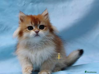 British Longhair cats British Longhair and Shorthair kittens - Advert 9