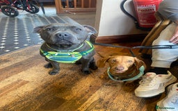 Mixed Breed dogs for sale: Beautiful Daffys - staffy cross dachshund  - Image 10