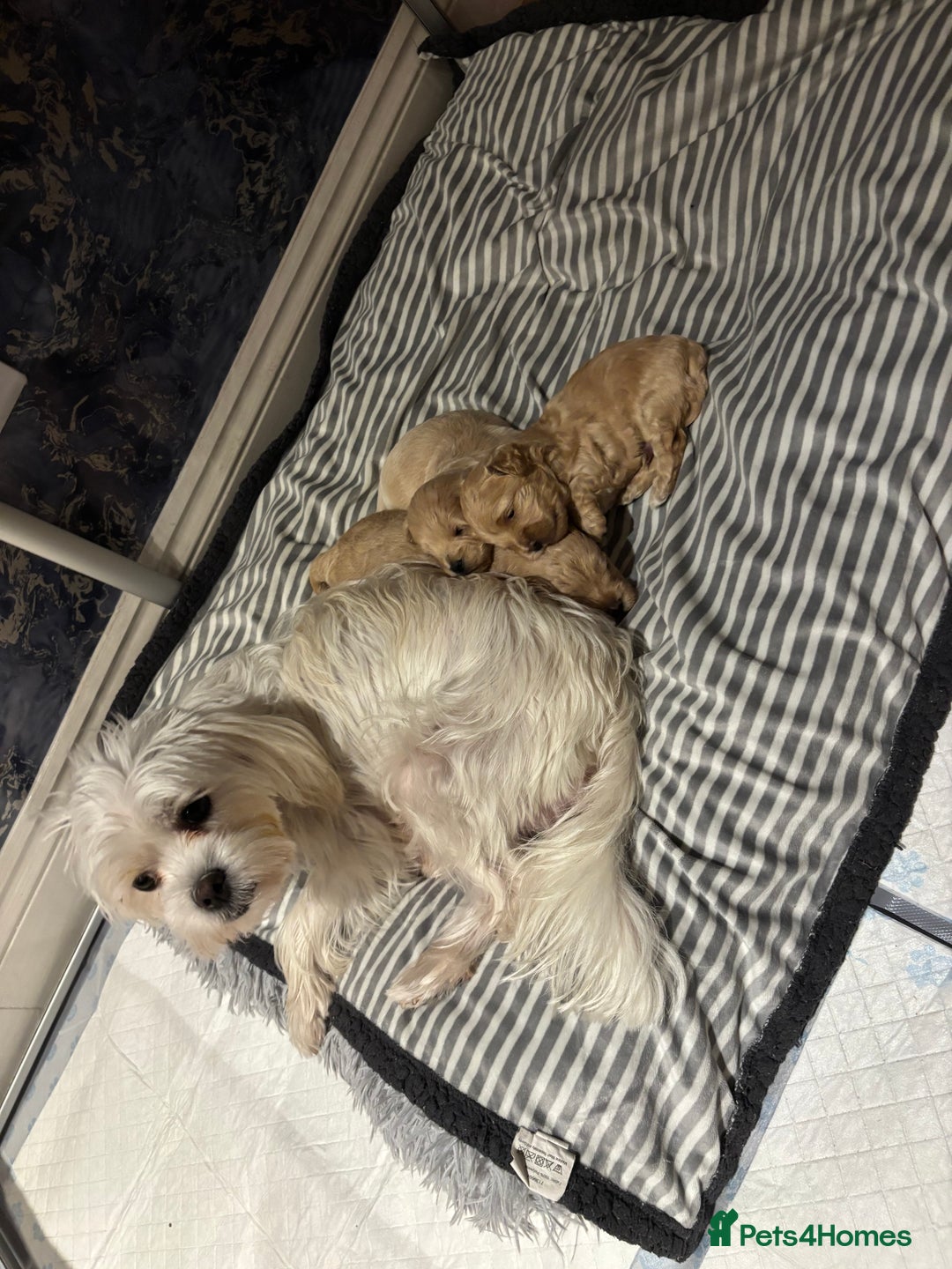 Maltipoo dogs for sale: Beautiful Maltipoo puppies for sale - Image 10
