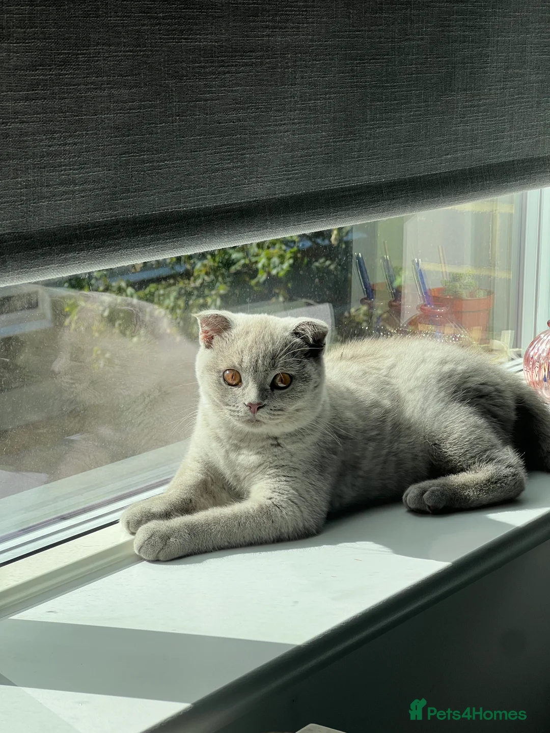 Scottish Fold cats for sale: Scottish Fold/ British Shorthair  - Advert 2