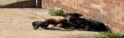Dachshund dogs for sale: Dachshund puppies - Advert 1