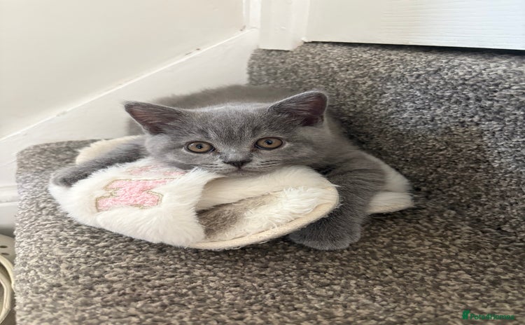 British Shorthair cats - Advert 5