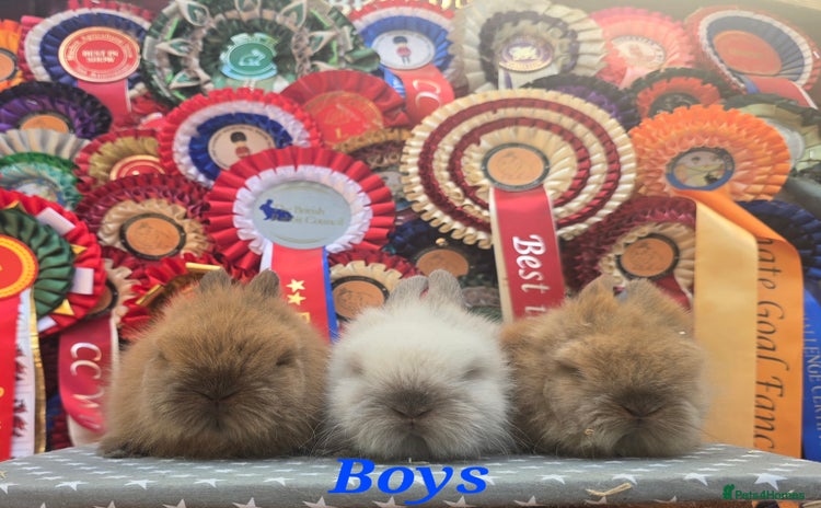 Lionhead rabbits in Gloucester - Advert 3