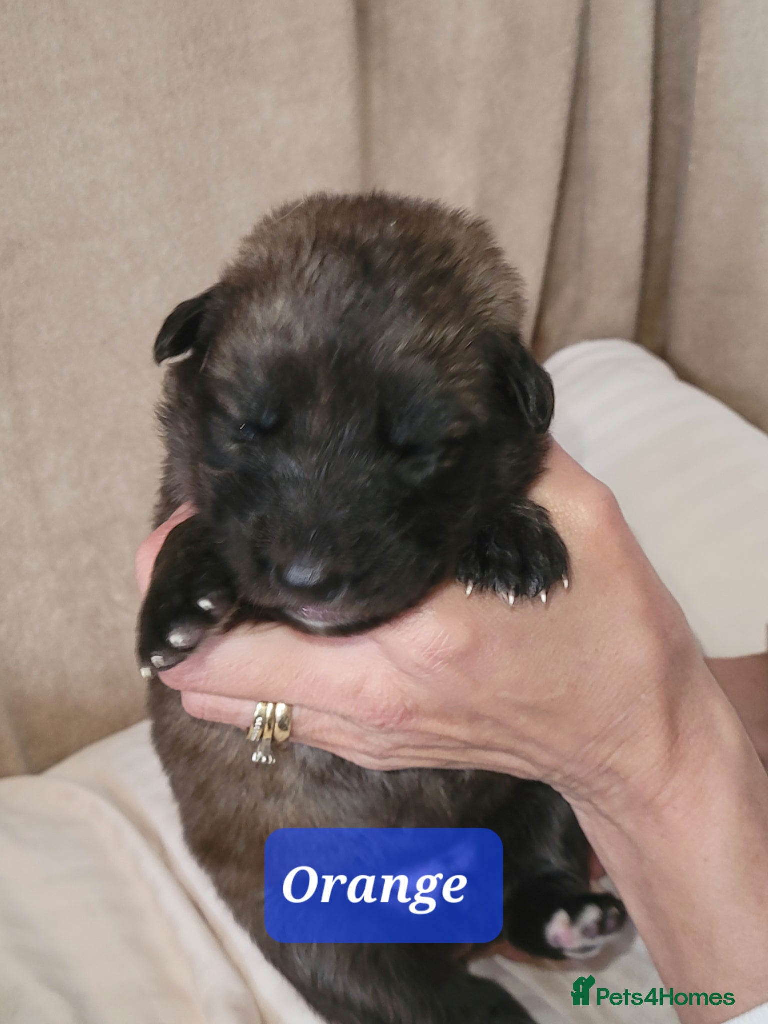 German Shepherd dogs Straight back German shepherd puppies  - Advert 2