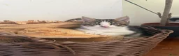 Mixed Breed cats for sale: Ready now. Beautiful litter of kittens  - Advert 2