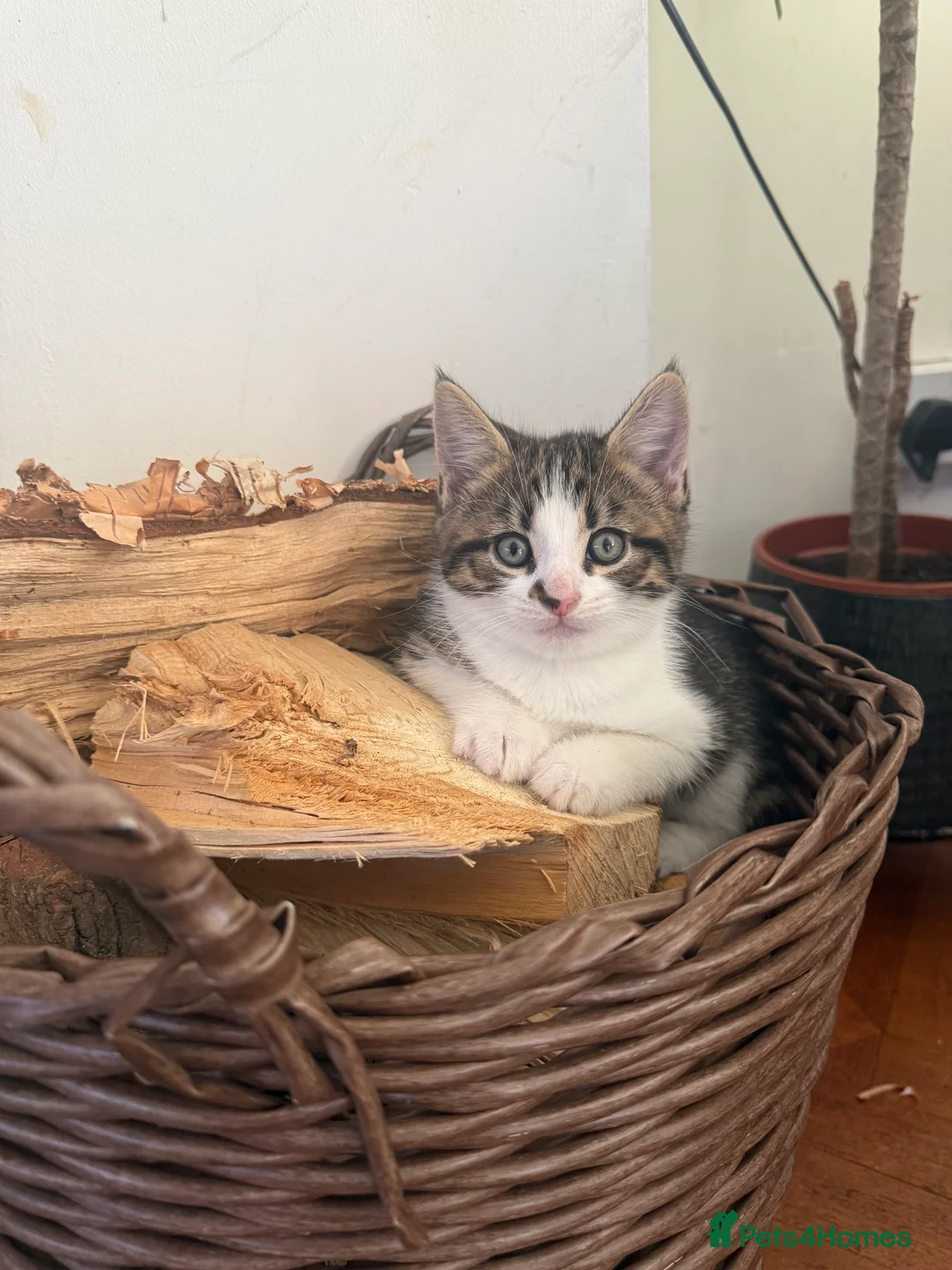 Mixed Breed cats for sale: Ready now. Beautiful litter of kittens  - Advert 2