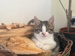 Mixed Breed cats Ready this weekend. Beautiful litter of kittens - Advert 2