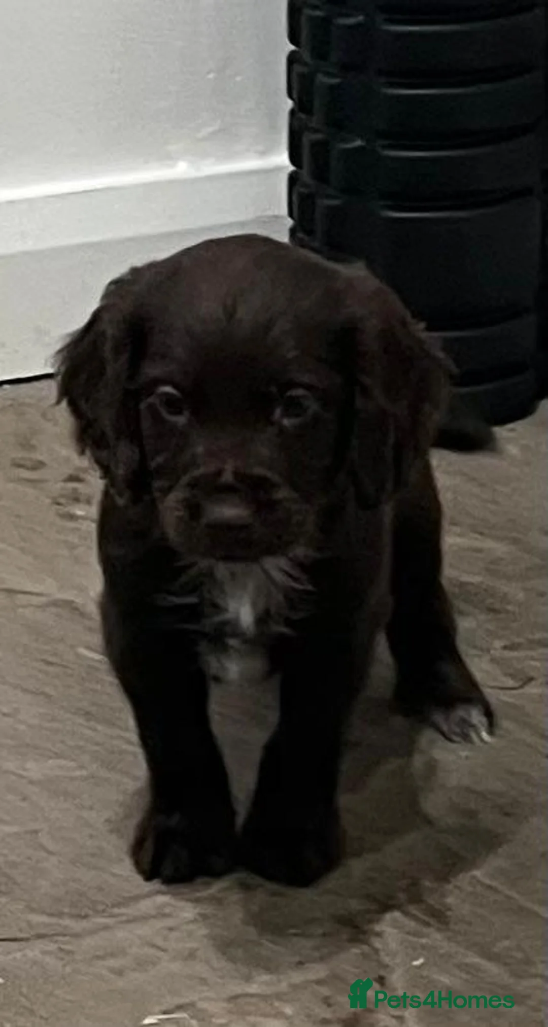 Cocker Spaniel dogs for sale: Cocker spaniels - Advert 12