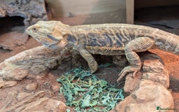 Bearded Dragon reptiles for sale: Bearded dragon needs rehoming - Image 2
