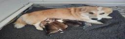 Welsh Corgi Pembroke dogs for sale: PEMBROKE CORGI PUPPIES - Advert 3