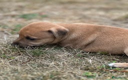 Mixed Breed dogs for sale: Whippet * patterdale  - Image 2