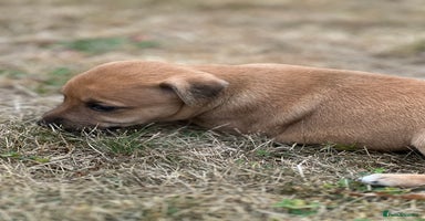 Mixed Breed dogs - Advert 9
