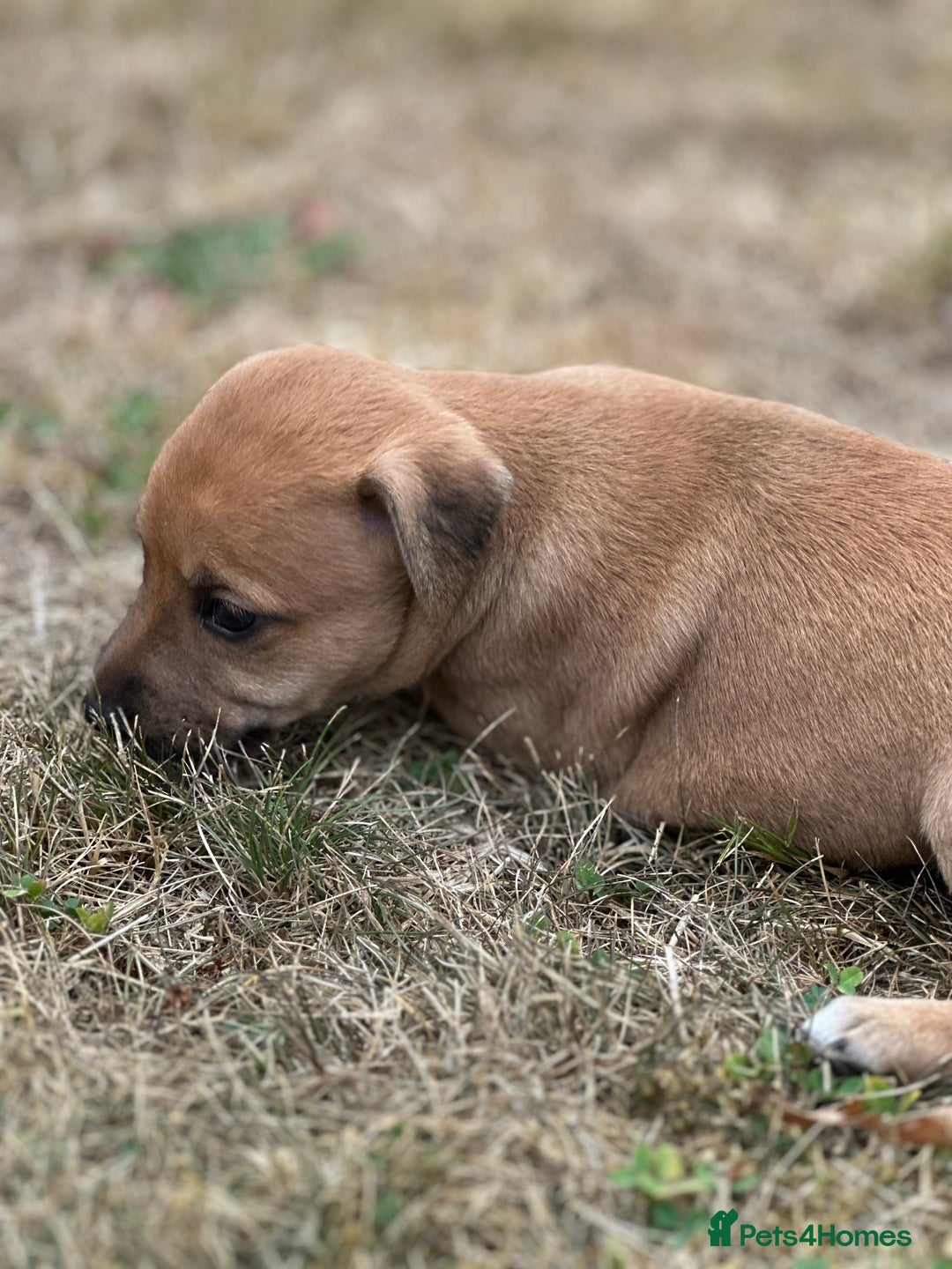 Mixed Breed dogs for sale: Whippet * patterdale  - Image 2