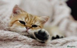 British Shorthair cats for sale:  **   ** : BSH Golden champion lines - Advert 30