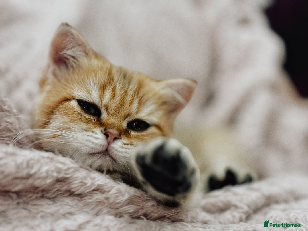 British Shorthair cats for sale:  **   ** : BSH Golden champion lines - Advert 30