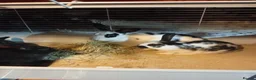 Mixed Breed rabbits for sale: Giant New Zealand black and giant Papillon in Accrington - Advert 4