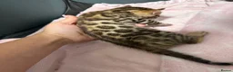 Bengal cats for sale: TIKA registered 5th Pedigree bengal kittens  - Advert 2