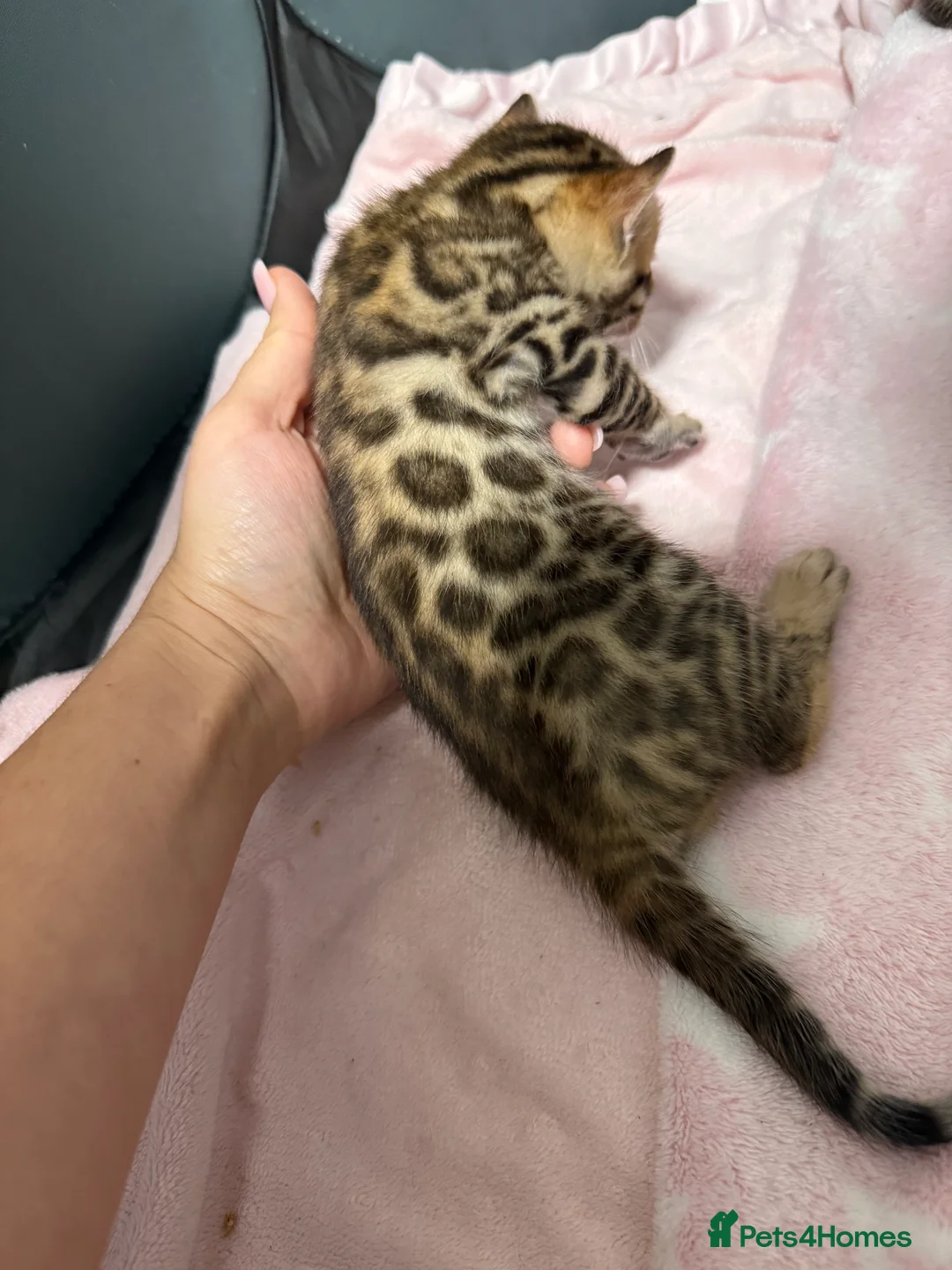Bengal cats for sale: TIKA registered 5th Pedigree bengal kittens  - Advert 2