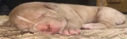 Mastiff dogs for sale: Mastiff hybrids  in Lancing - Advert 13