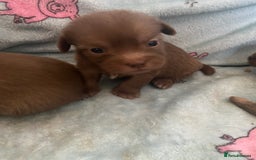 Mixed Breed dogs for sale: Jack x Shitzu puppies dob 17th august 2025  - Image 3