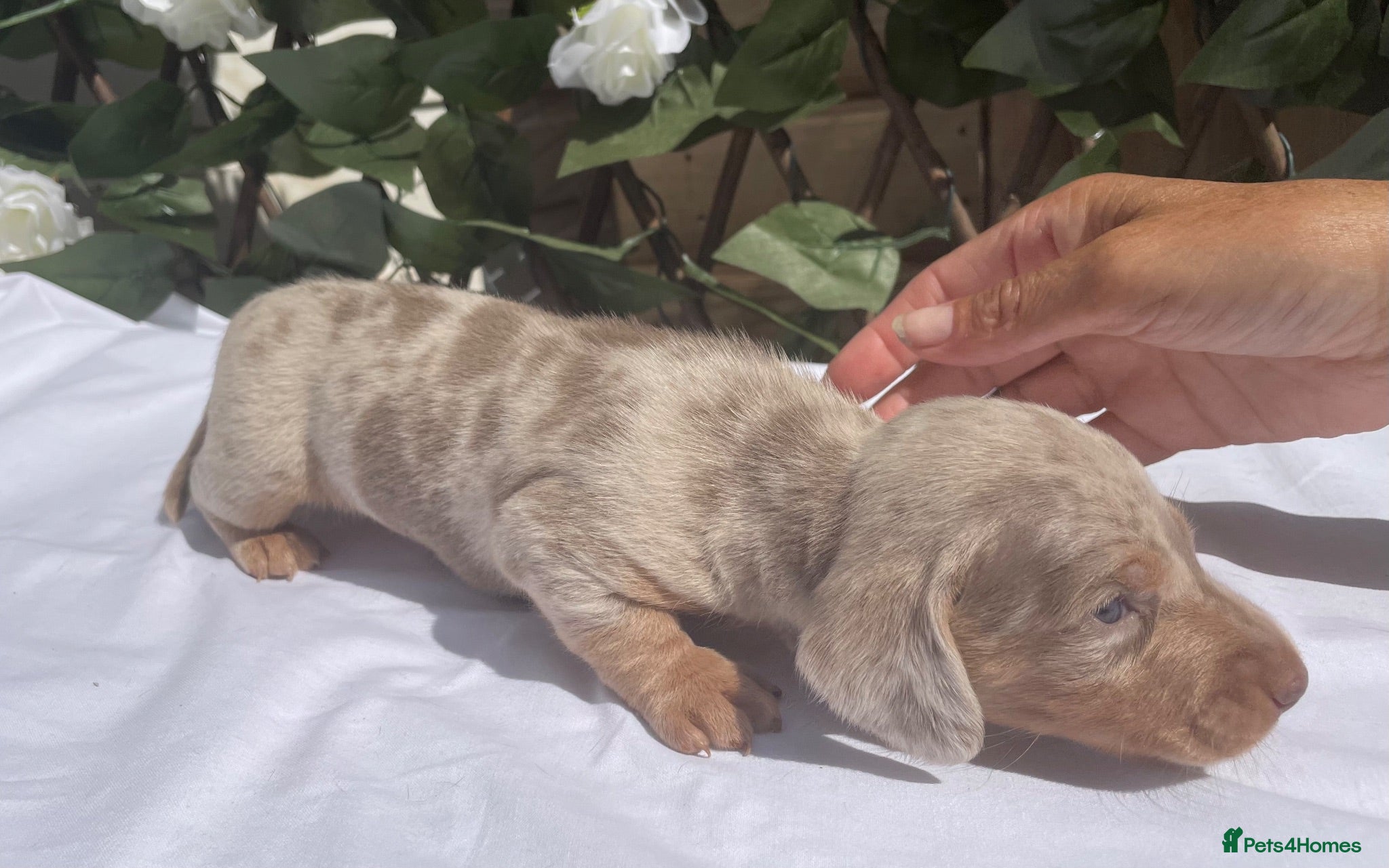 Miniature Dachshund dogs BEAUTIFUL TINY MINIATURE DASCHUNDS DAPPLE  - Advert 1