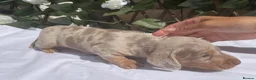 Miniature Dachshund dogs for sale: BEAUTIFUL TINY MINIATURE DASCHUNDS DAPPLE KC  - Advert 13