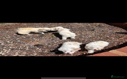 Chipoo dogs for sale: REDUCED F1 Chipoo Female Puppy - Image 7