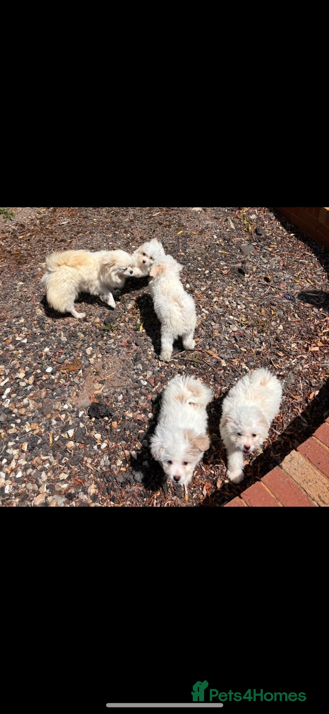 Chipoo dogs for sale: REDUCED F1 Chipoo Female Puppy - Image 7
