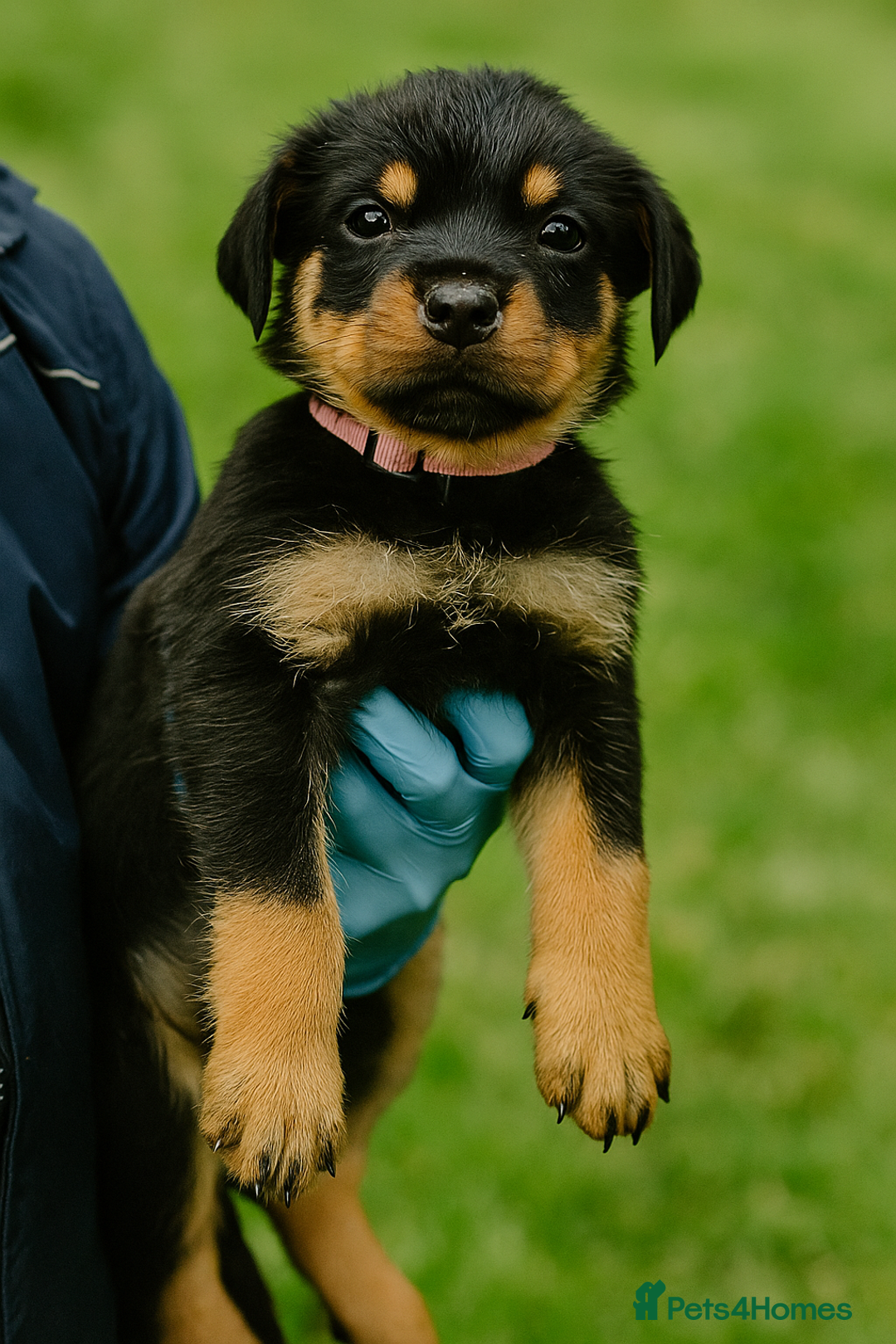 Rottweiler dogs for sale: Kc Registered Rottwiler Puppies  - Image 1