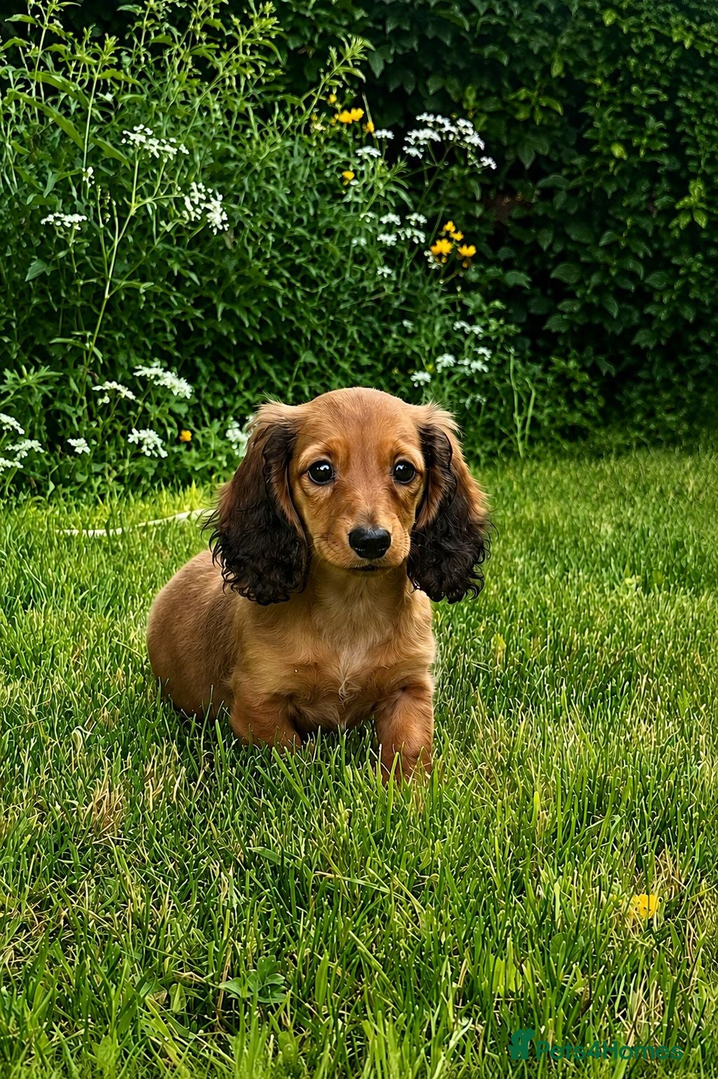 Miniature Dachshund dogs Miniature long haired dachshund puppies  - Advert 1