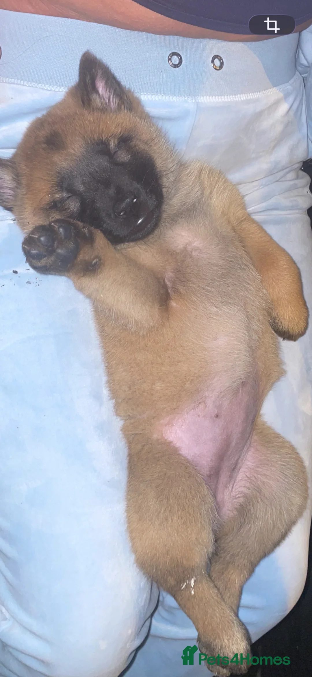 Mixed Breed dogs for sale: 🐶 chow chow x Belgian maliniois🐶 - Advert 2