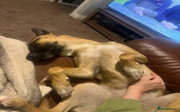 Mixed Breed dogs for sale: Maggie, 11months. Mali/GermanShep X Greyhound - Image 9