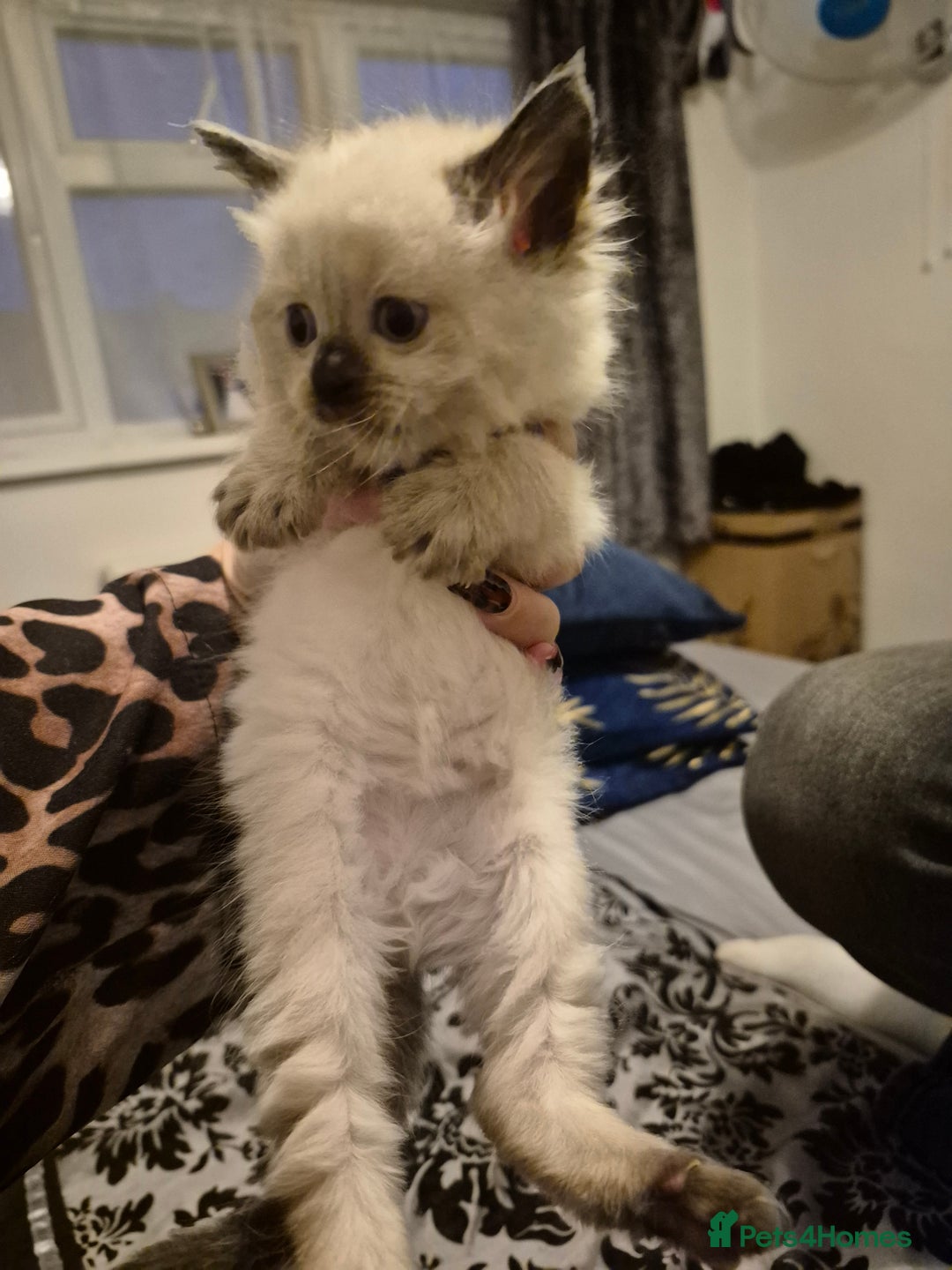 Ragdoll cats for sale: Seal point ragdoll kittens ready 28th December  - Advert 7