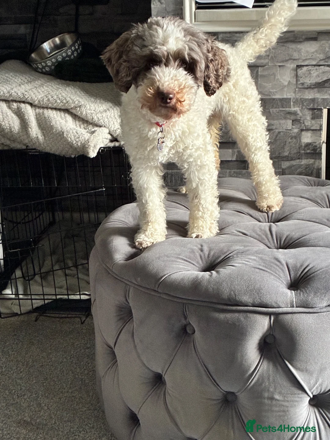 Cockapoo dogs for sale: 4 year old Cockapoo in Cranbrook - Advert 2