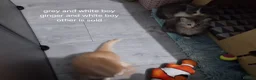 Ragcoon cats for sale: Bouncing beauties ready to go  - Advert 5