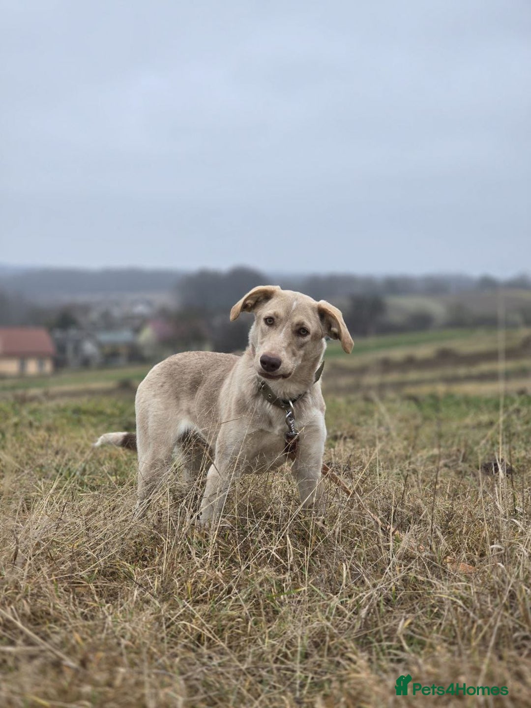 Mixed Breed dogs for adoption: ❤️ JENA – A Gentle 1 year old Girl ❤️ - Advert 14
