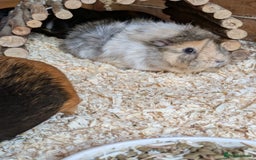 Guinea Pig rodents for sale: Gorgeous Female guinea pig  - Advert 5