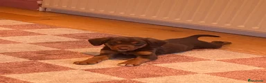 Mixed Breed Puppy 3