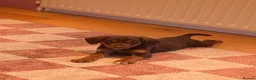 Mixed Breed dogs for sale: Cocker collie pups  - Advert 11